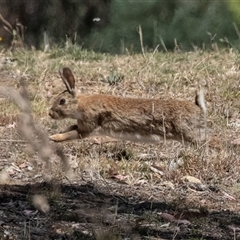 Oryctolagus cuniculus (European Rabbit) at Dunlop, ACT - 19 Nov 2024 by AlisonMilton