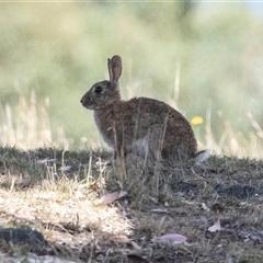 Oryctolagus cuniculus at Dunlop, ACT - 19 Nov 2024 10:38 AM