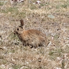 Oryctolagus cuniculus at Dunlop, ACT - 19 Nov 2024 10:38 AM