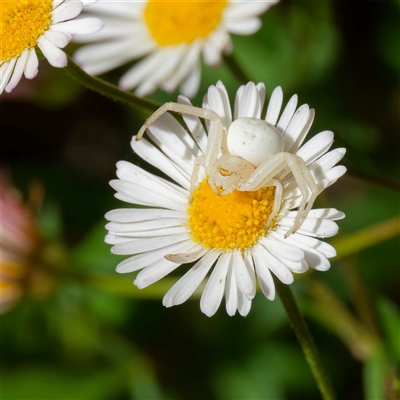 Thomisus spectabilis (Spectacular Crab Spider) at Harrison, ACT - 19 Nov 2024 by DPRees125