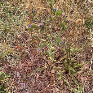 Echium plantagineum at Garran, ACT - 13 Nov 2024 09:59 AM