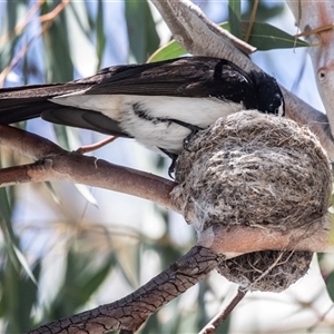 Rhipidura leucophrys at Fraser, ACT - 19 Nov 2024