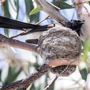 Rhipidura leucophrys at Fraser, ACT - 19 Nov 2024 01:30 PM