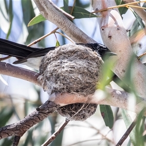 Rhipidura leucophrys at Fraser, ACT - 19 Nov 2024 01:30 PM