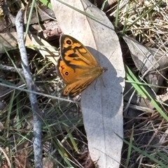 Heteronympha merope at Bruce, ACT - 18 Nov 2024 02:54 PM