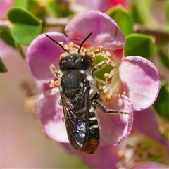 Megachile ferox (Resin bee) at Acton, ACT - 19 Nov 2024 by DPRees125