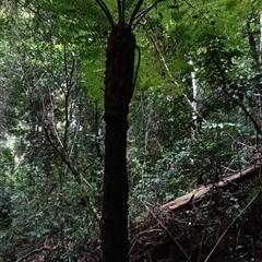 Cyathea australis subsp. australis by MVM