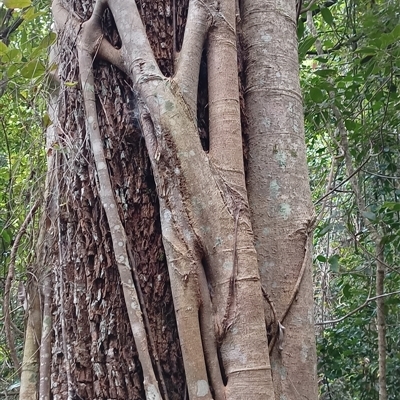 Ficus watkinsiana by MVM