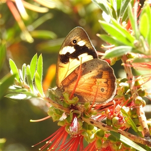 Heteronympha merope at Acton, ACT - 19 Nov 2024 12:07 PM