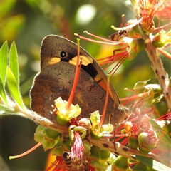 Heteronympha merope at Acton, ACT - 19 Nov 2024 12:07 PM