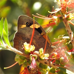 Heteronympha merope at Acton, ACT - 19 Nov 2024 12:07 PM