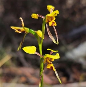 Diuris sulphurea at Jingera, NSW - suppressed