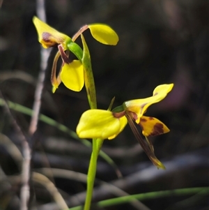 Diuris sulphurea at Jingera, NSW - suppressed