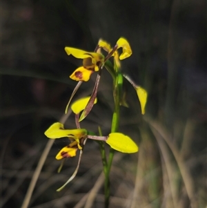 Diuris sulphurea at Jingera, NSW - suppressed