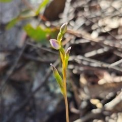 Thelymitra sp. (A Sun Orchid) at Jingera, NSW - 19 Nov 2024 by Csteele4