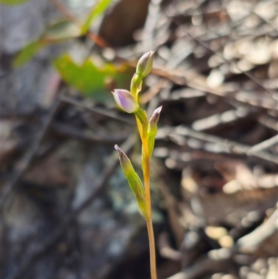 Thelymitra sp. (A Sun Orchid) at Jingera, NSW - 19 Nov 2024 by Csteele4