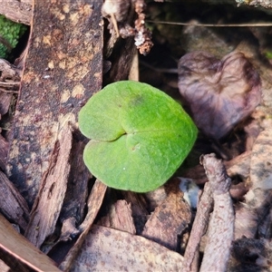 Acianthus sp. at suppressed - 19 Nov 2024