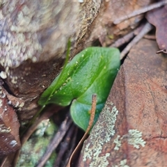 Acianthus sp. at suppressed - 19 Nov 2024