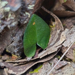 Acianthus sp. at suppressed - 19 Nov 2024