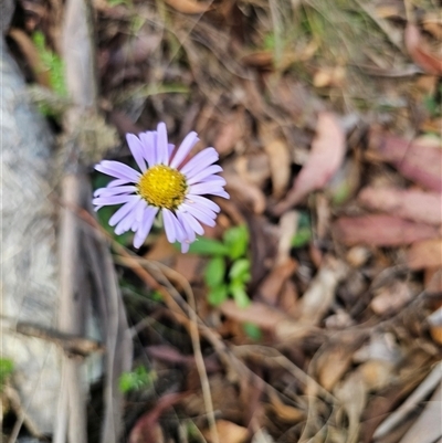 Brachyscome spathulata (Coarse Daisy, Spoon-leaved Daisy) at Jingera, NSW - 19 Nov 2024 by Csteele4