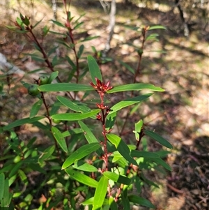 Persoonia silvatica at Jingera, NSW - 19 Nov 2024 04:07 PM