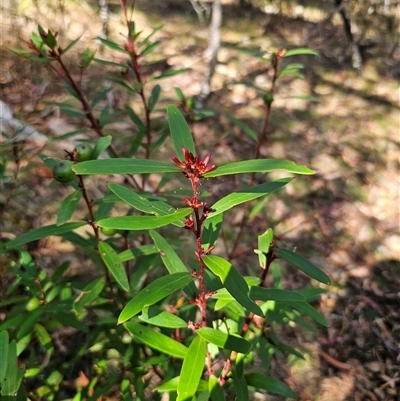 Persoonia silvatica (Forest Geebung) at Jingera, NSW - 19 Nov 2024 by Csteele4