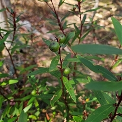 Persoonia silvatica at Jingera, NSW - 19 Nov 2024