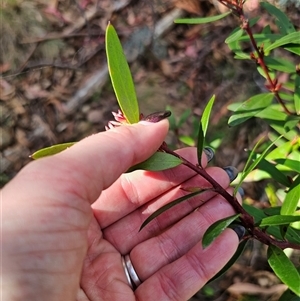 Persoonia silvatica at Jingera, NSW - 19 Nov 2024 04:07 PM