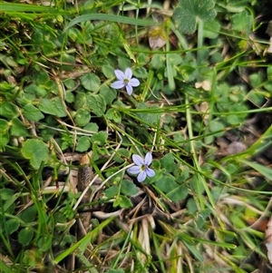 Lobelia pedunculata at Jingera, NSW - 19 Nov 2024