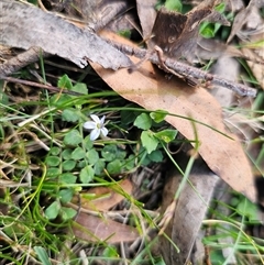 Lobelia pedunculata at Jingera, NSW - 19 Nov 2024 03:58 PM