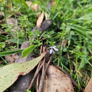 Lobelia pedunculata at Jingera, NSW - 19 Nov 2024