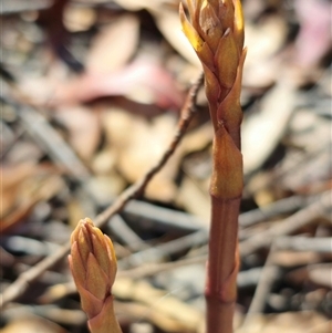 Dipodium sp. at Jingera, NSW - 19 Nov 2024