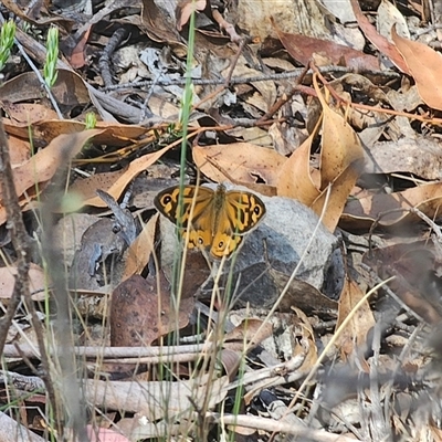 Heteronympha merope (Common Brown Butterfly) at Jingera, NSW - 19 Nov 2024 by Csteele4