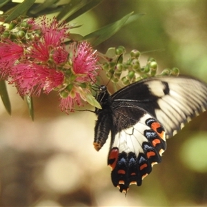 Papilio aegeus at Acton, ACT - 19 Nov 2024 12:11 PM