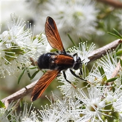 Pelecorhynchus fulvus (Orange cap-nosed fly) at Acton, ACT - 19 Nov 2024 by HelenCross