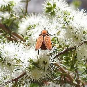 Pelecorhynchus fulvus at Acton, ACT - 19 Nov 2024