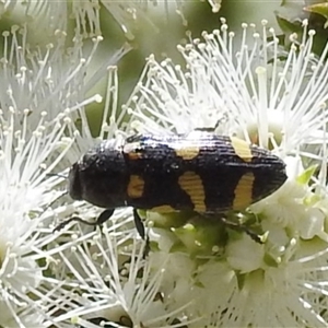 Castiarina australasiae at Acton, ACT - 19 Nov 2024