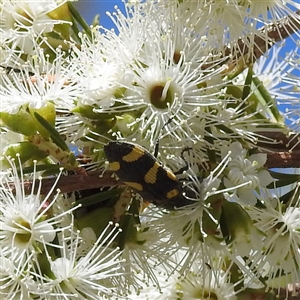 Castiarina australasiae at Acton, ACT - 19 Nov 2024