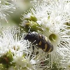 Castiarina australasiae at Acton, ACT - 19 Nov 2024