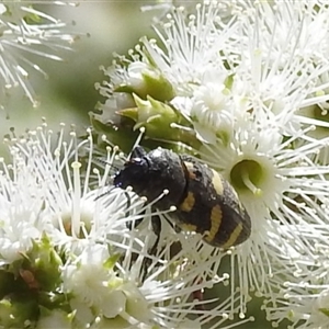 Castiarina australasiae at Acton, ACT - 19 Nov 2024