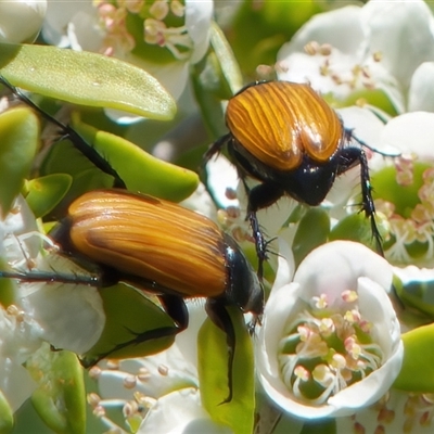 Phyllotocus rufipennis (Nectar scarab) at Fyshwick, ACT - 19 Nov 2024 by RomanSoroka