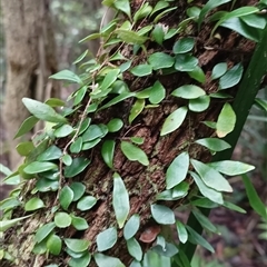 Pyrrosia rupestris (Rock Felt Fern) at Pipeclay, NSW - 19 Nov 2024 by MVM