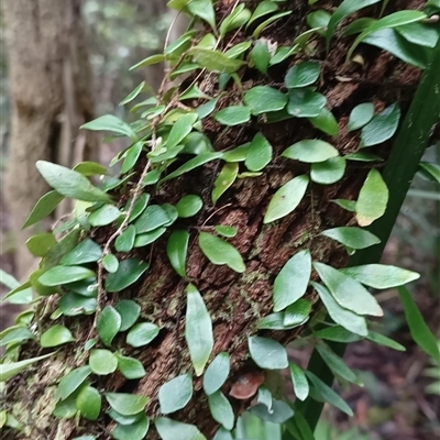 Pyrrosia rupestris (Rock Felt Fern) at Pipeclay, NSW - 19 Nov 2024 by MVM