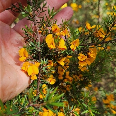 Pultenaea juniperina (Prickly Bush-pea) at Cotter River, ACT - 18 Nov 2024 by BethanyDunne