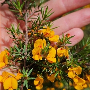 Pultenaea juniperina at Cotter River, ACT - 19 Nov 2024