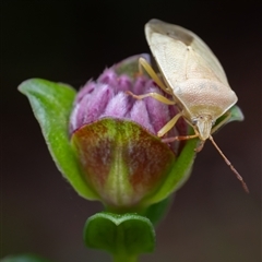 Pentatomoidea (superfamily) at Acton, ACT - 17 Nov 2024 by KarinNeufeld