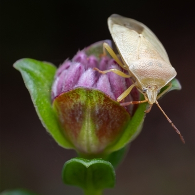 Pentatomoidea (superfamily) at Acton, ACT - 17 Nov 2024 by KarinNeufeld