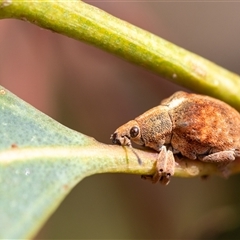Gonipterus scutellatus (Eucalyptus snout beetle, gum tree weevil) at Yarralumla, ACT - 16 Nov 2024 by KarinNeufeld