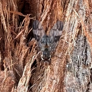 Cardiacera sp. (genus) at Ainslie, ACT - 19 Nov 2024