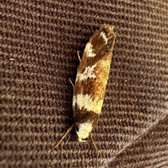 Isomoralla gephyrota (A Concealer moth) at Ainslie, ACT - 18 Nov 2024 by Pirom